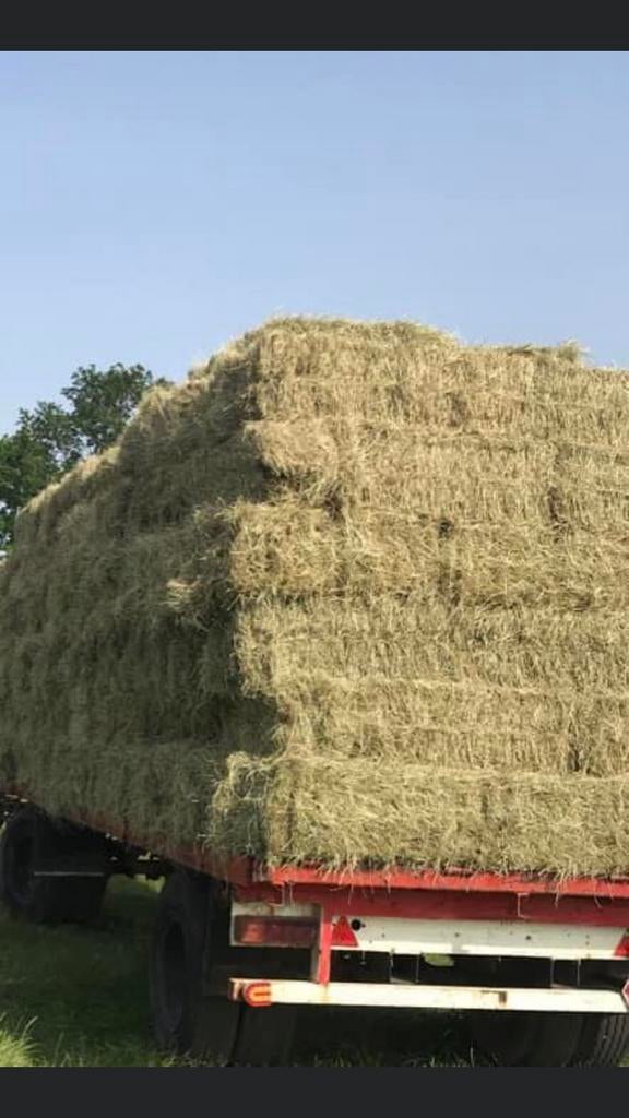 Kleine pakken balen baaltjes hooi te koop, Ophalen, Vee