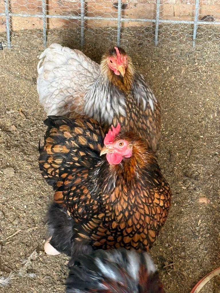 Cochin kriel BLAUW /GOUD ZWARTGEZOOMD, broedeieren., Dieren en Toebehoren, Pluimvee, Geslacht onbekend, Kip