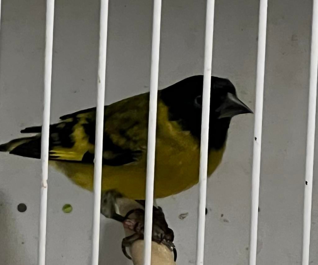 Sijzen Zwartkop Magellaan sijzen, Dieren en Toebehoren, Meerdere dieren, Wildzangvogel, Geringd