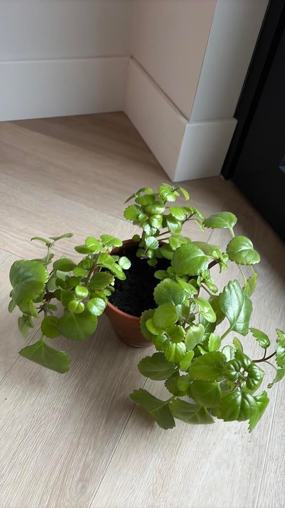 Retro vetplant in terracotta bloempot, Ophalen of Verzenden, Halfschaduw, Minder dan 100 cm