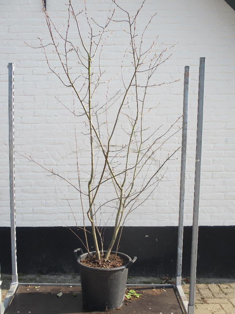ACTIE!! Amelanchier lamarckii, meerstammige krent, ca. 2 m., Overige soorten, Lente, 100 tot 250 cm, Ophalen