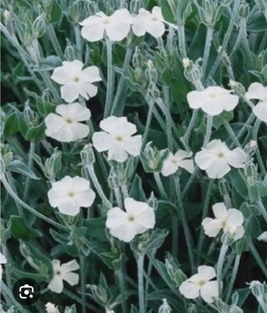 Prikneus, wit buitenplant, Tuin en Terras, Planten | Tuinplanten, Volle zon, Tweejarig, Lente, Ophalen