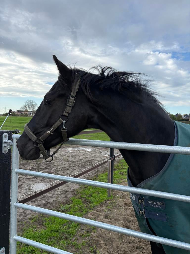 Prachtige mooie ruin!!, Dieren en Toebehoren, Paarden, Met stamboom, Ruin, Dressuurpaard, 3 tot 6 jaar