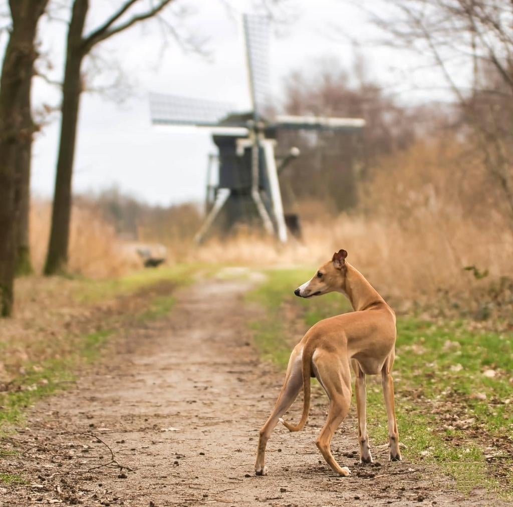 Hondenoppas /dagopvang/vakantie, Diensten en Vakmensen, Dieren | Honden | Verzorging, Oppas en Les
