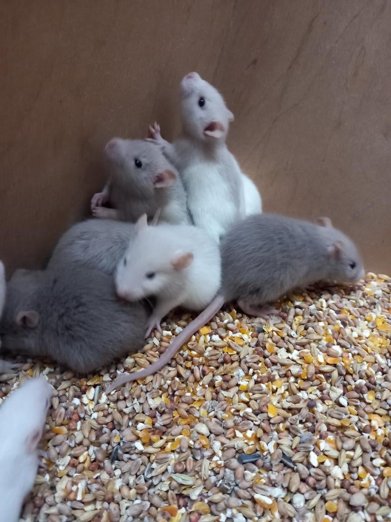 Prachtige rittens te koop, Rat, Januari, Meerdere dieren, Tam