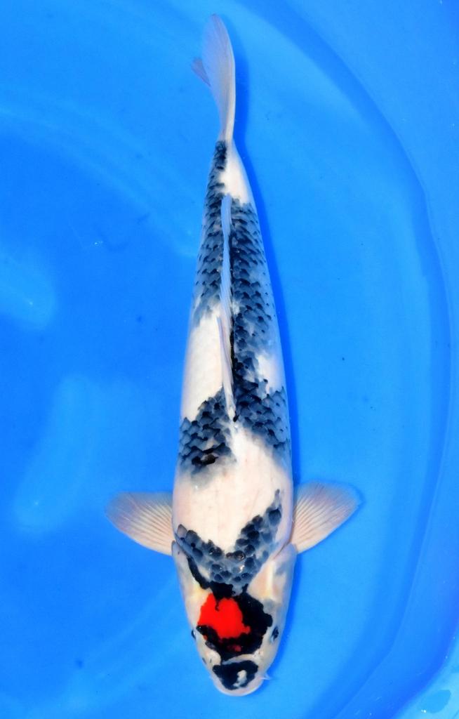 Tancho showa koda koifarm handpick koi japan, Karper of Koi