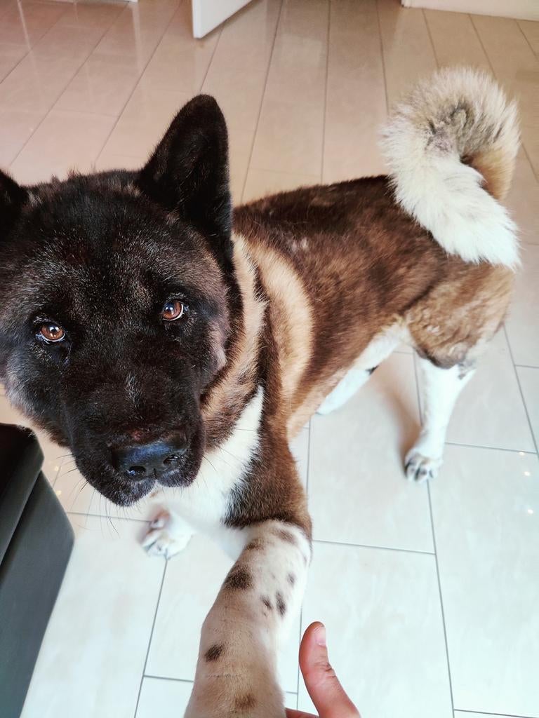 Amerikaanse Akira reu, 6 jaar of ouder, Reu, Eén hond, Nederland