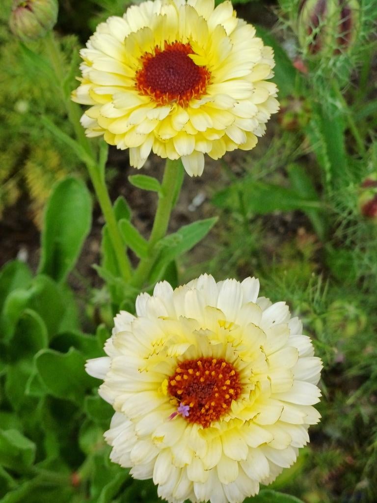 Goudsbloem Snow Princess, Ophalen of Verzenden, Zaad