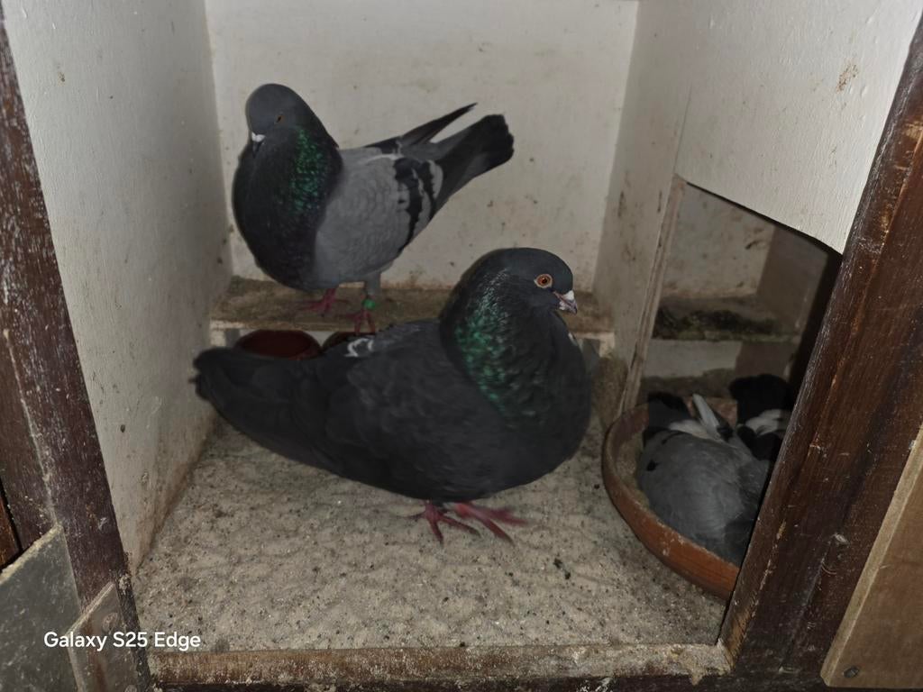 Koppel kroppers / Duiven, Meerdere dieren