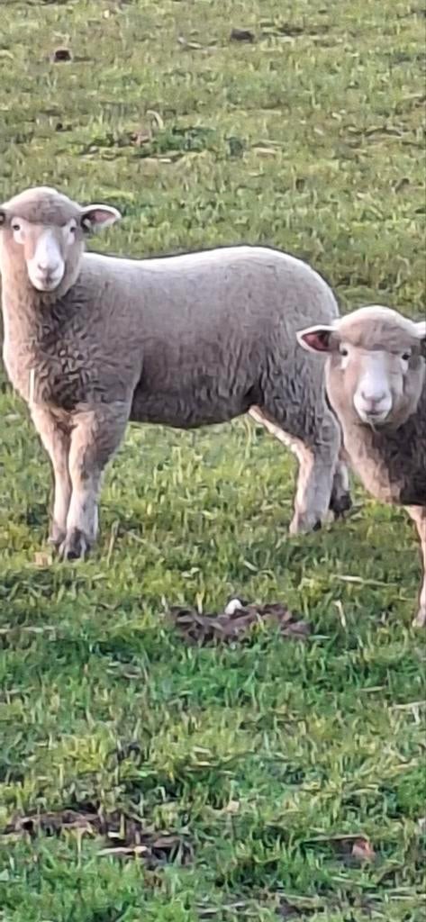 1 poll Dorset schaap  /   ooitje.  Zuiver Ras, Dieren en Toebehoren, Vrouwelijk, Schaap, 0 tot 2 jaar