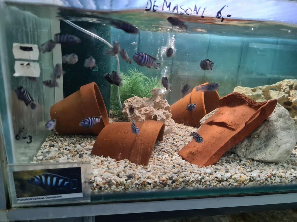 Pseudotropheus Demasoni Malawi Cichliden, Vis, Zoetwatervis