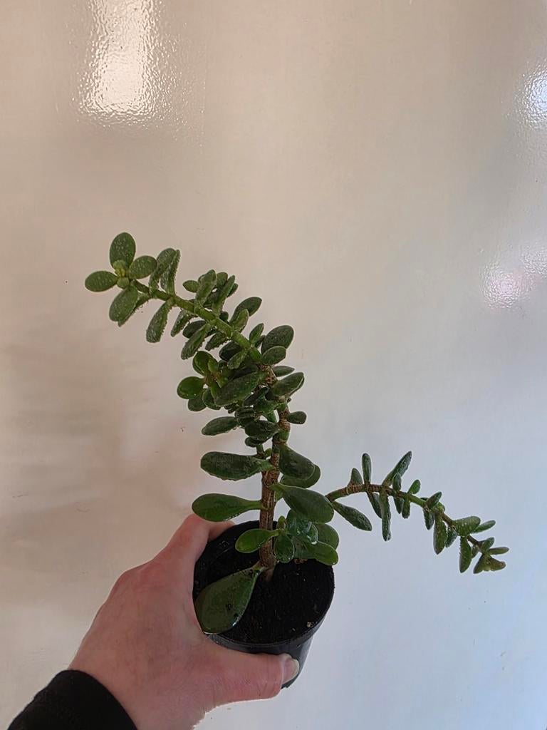 Crassula Ovata 'Gollum' - Vingerboom, Ophalen of Verzenden