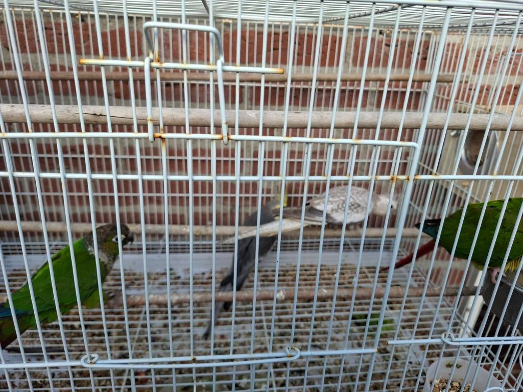 Valkparkieten, Meerdere dieren, Parkiet