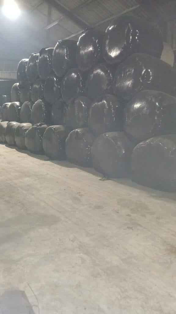 Ronde balen kuilgras 2025 - Binnen opgeslagen, Dieren en Toebehoren, Dierenvoeding, Ophalen of Verzenden