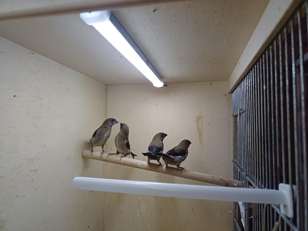 Japanse meeuwtjes (2026), Meerdere dieren, Tropenvogel, Geringd