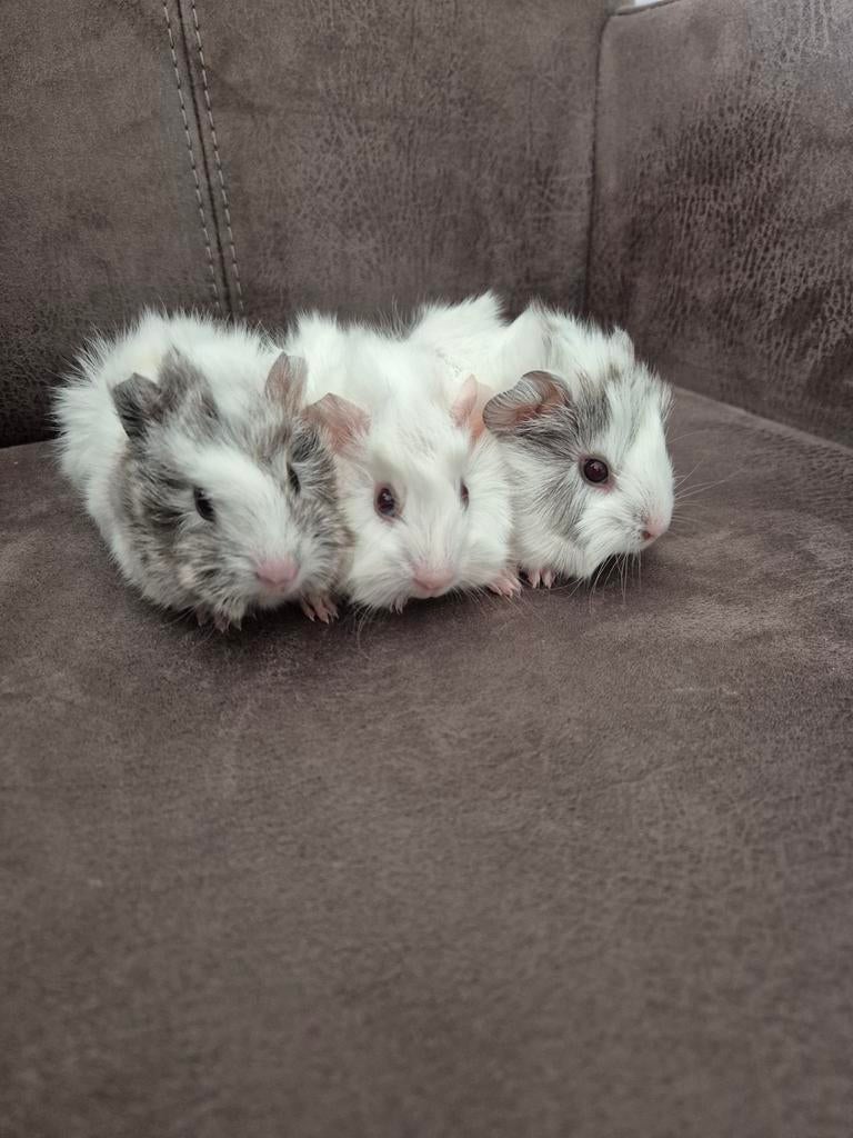 3 caviaatjes geboren op 17-3-26 beertjes, Dieren en Toebehoren, Knaagdieren, Mannelijk, Tam, Maart, Cavia