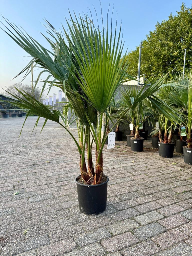 Wasingtonia Robusta €30, alleen afhaal Op=Op 130cm, Volle zon, Vaste plant, Bloeit niet, Ophalen