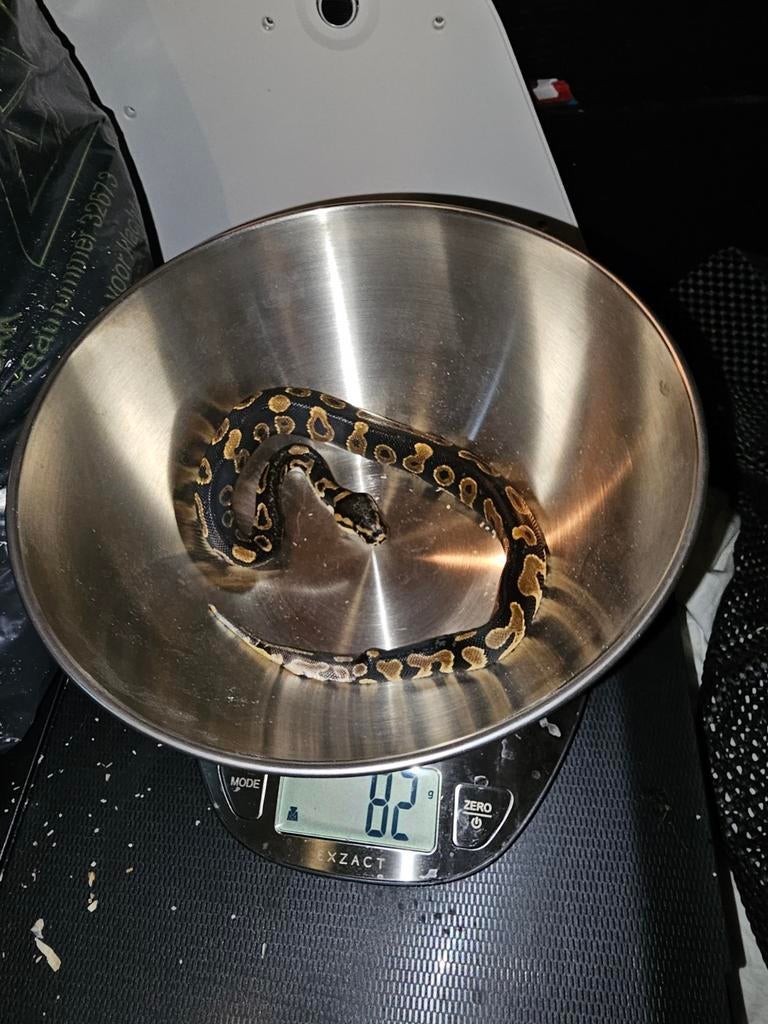 Ball python HUISDIER