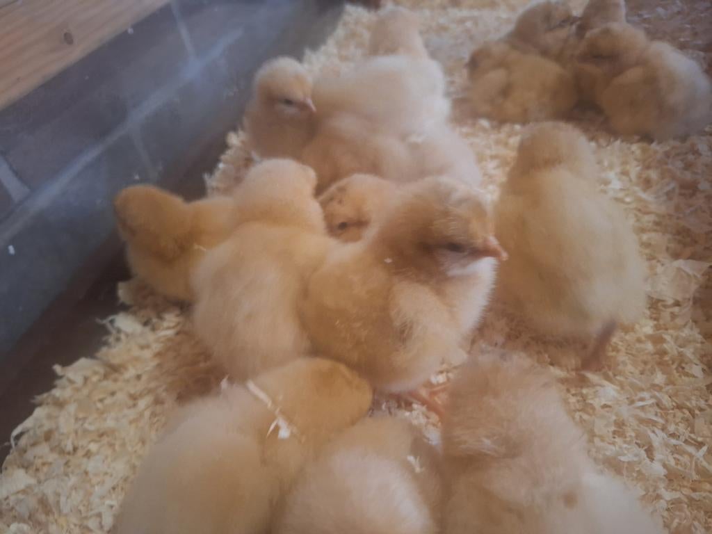 Kuikens orpington,hen, buff, groot, Meerdere dieren, Kip