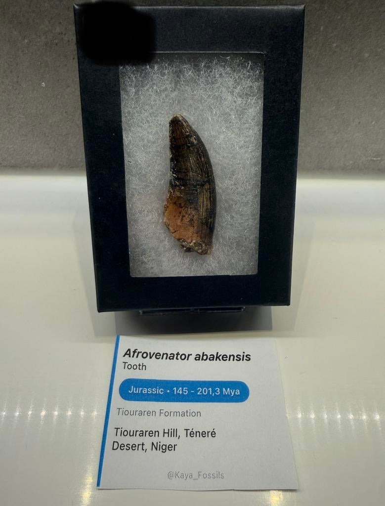 Mooie Afrovenator tand - Megalosaurid, Ophalen of Verzenden, Fossiel