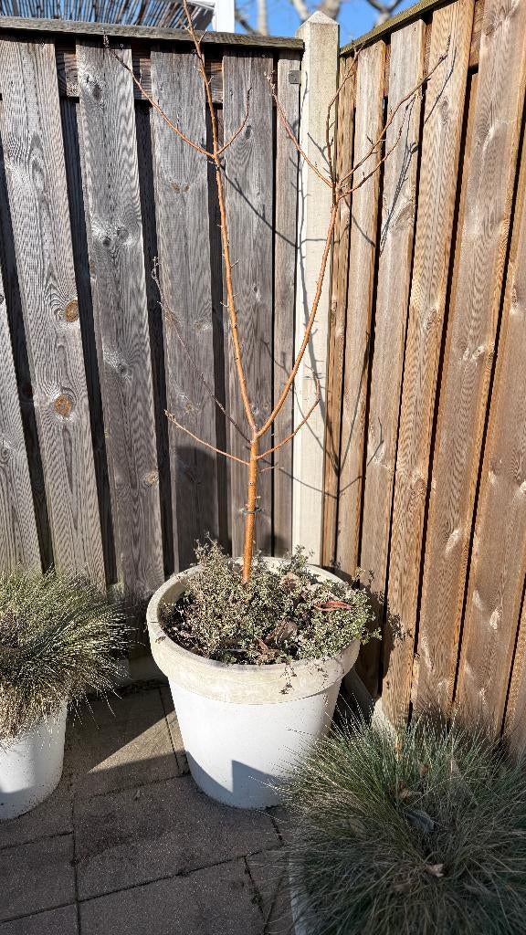 Appelboom 3x Plus pot, Ophalen, Lente, Volle zon, In pot