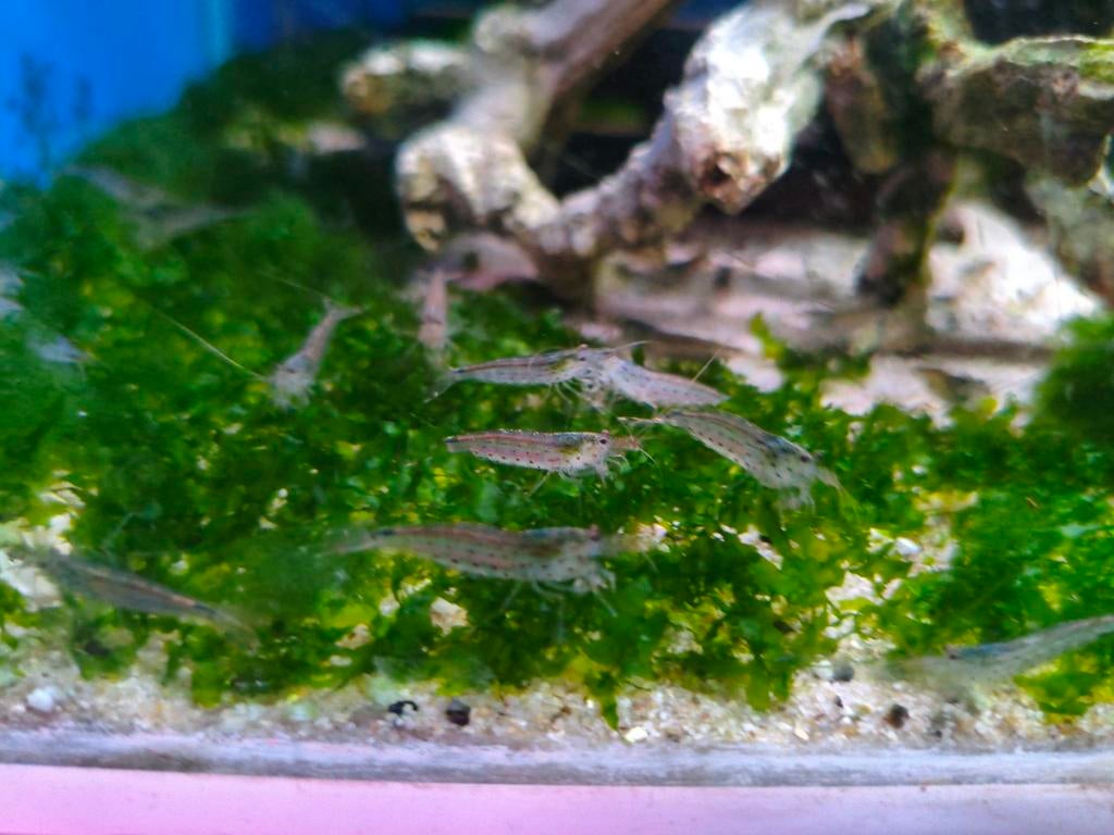 Japonica garnalen, Dieren en Toebehoren, Vissen | Aquariumvissen, Kreeft, Krab of Garnaal, Zoetwatervis, Schoolvis