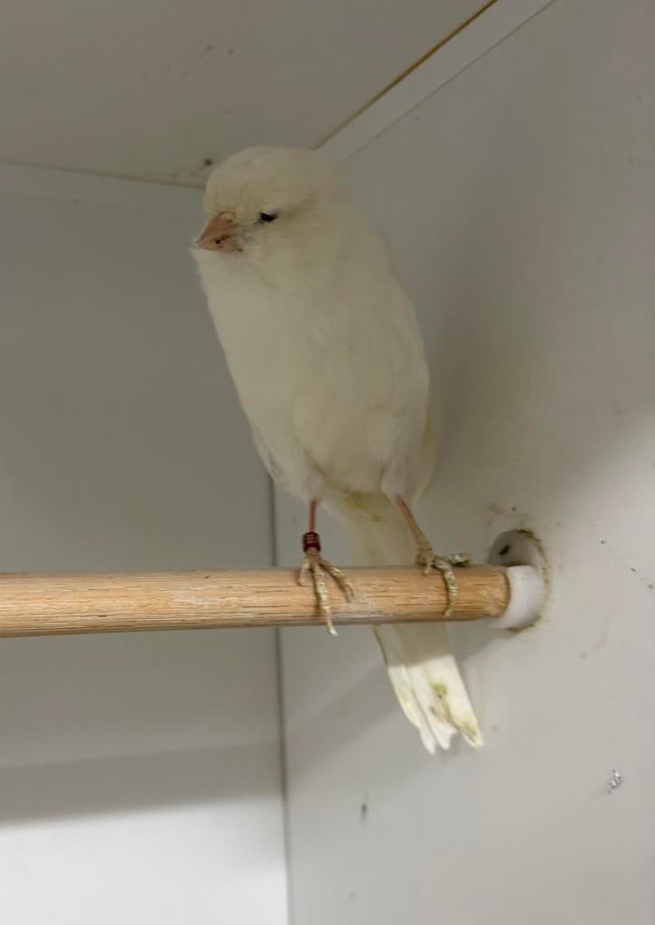Te koop Yorkshire kanarie man, Dieren en Toebehoren, Vogels | Kanaries, Mannelijk, Postuurkanarie