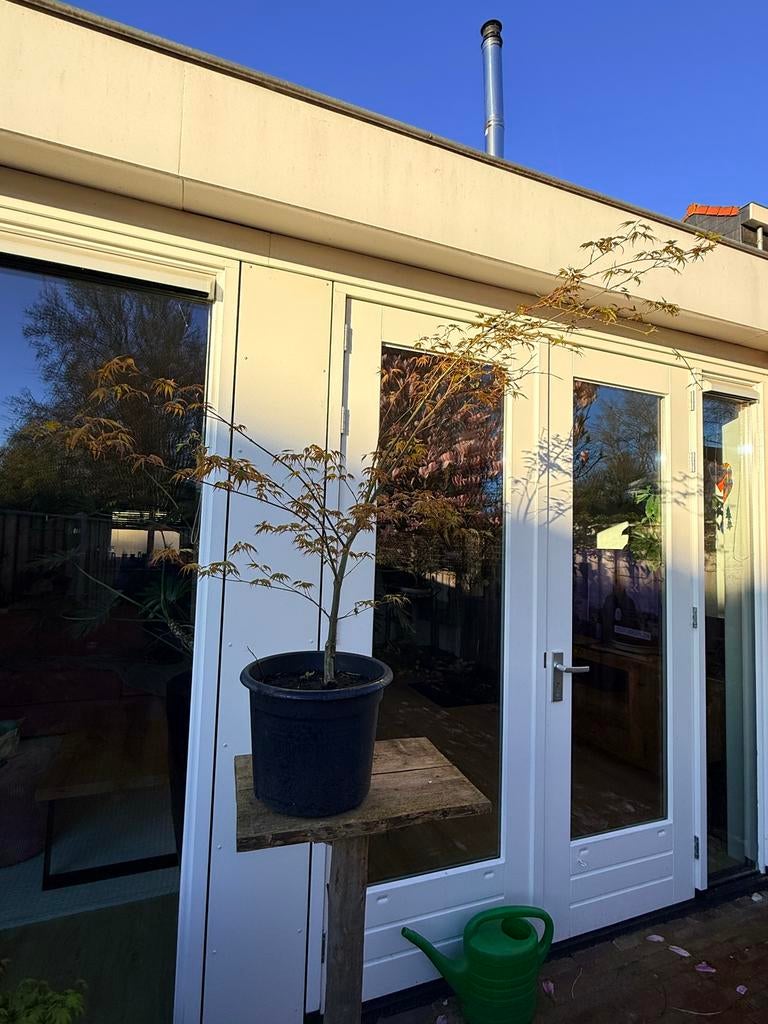 Acer Palmatum Arakawa tuinboom zeldzaam!!!, Volle zon, Vaste plant, Bloeit niet, Ophalen