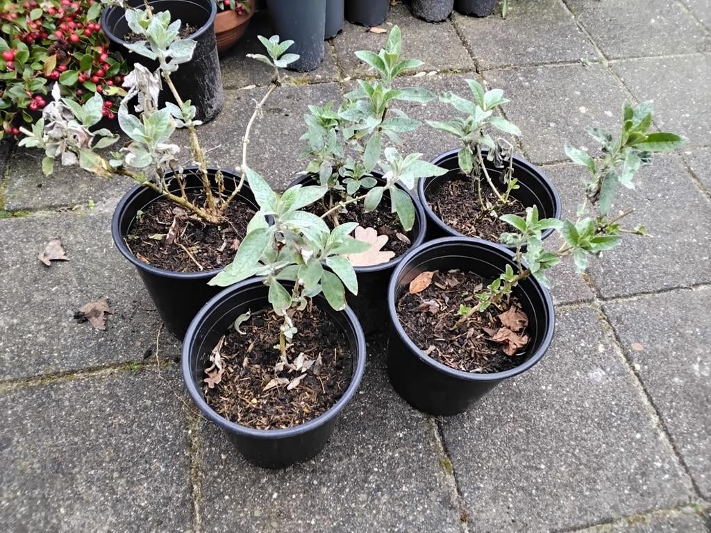 Vlinderstruiken, Volle zon, Vaste plant, Zomer, Ophalen