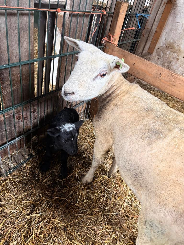 Jaarling ooi met ooilam, Vrouwelijk, Schaap
