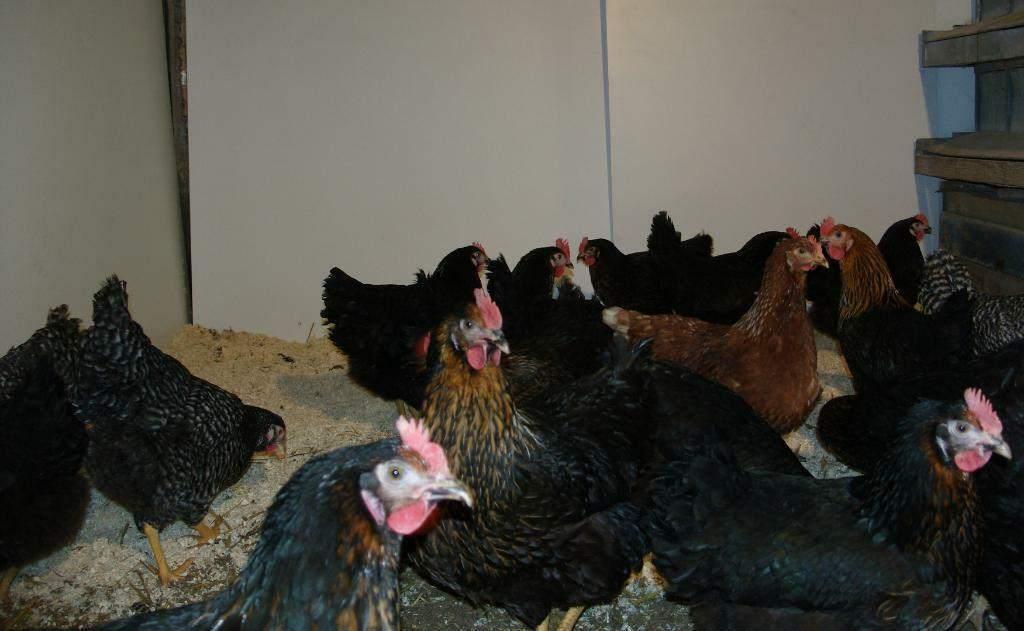 Barnevelder kippen: Zwarte en Bruine hennen!, Vrouwelijk, Kip