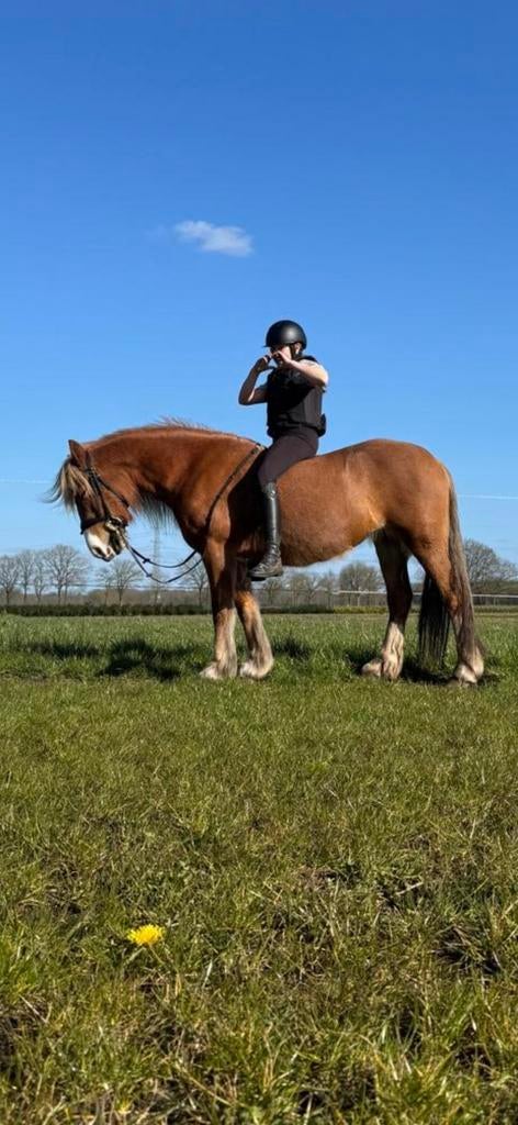 Recreatie pony 137cm, B, 7 tot 10 jaar, Recreatiepony, D pony (1.37m tot 1.48m)