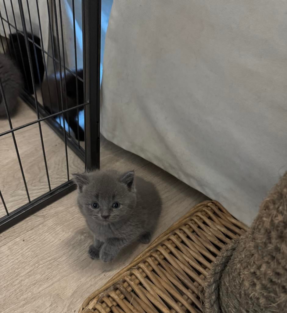 Britse korthaar kittens, Dieren en Toebehoren, Poes, Ontwormd