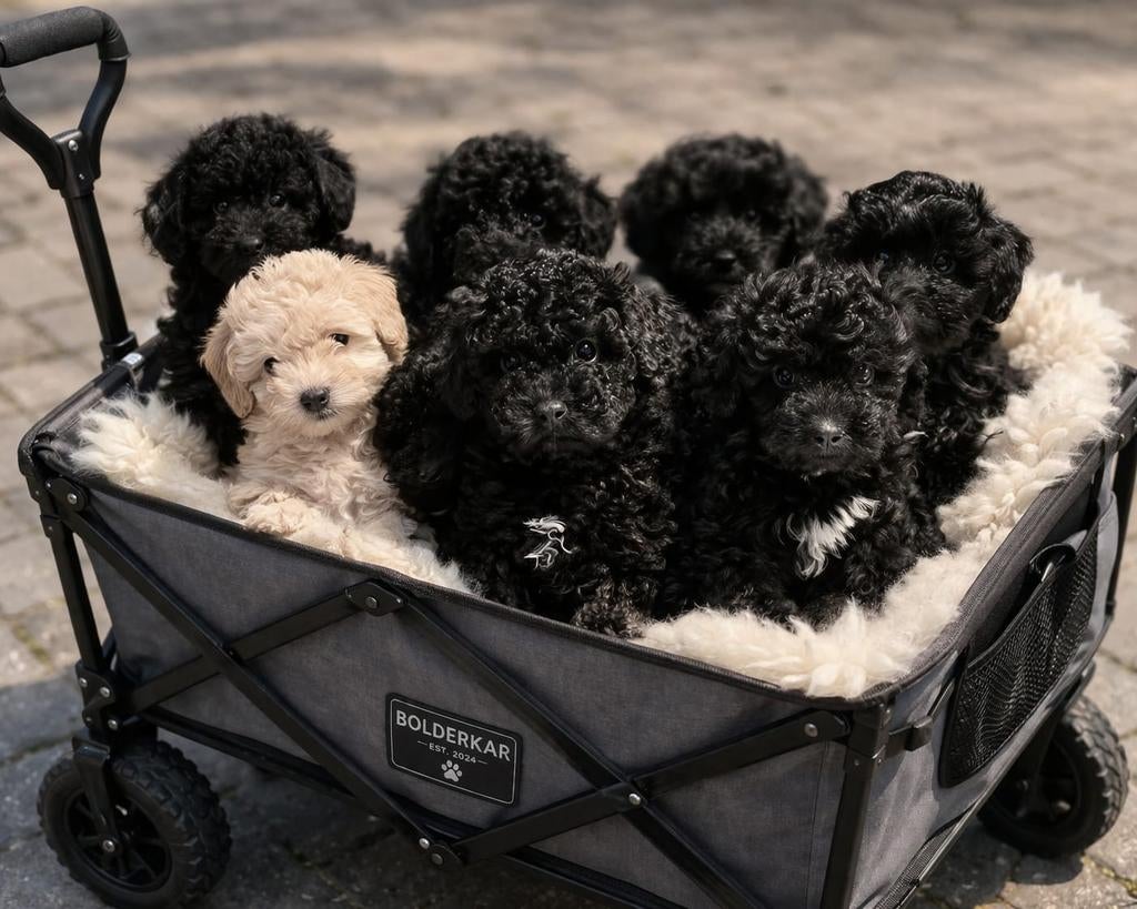 💙🩷Super gave mini doodl pups (echte kleine pups) F4💙🩷, Parvo, Overige rassen, 8 tot 15 weken, Meerdere