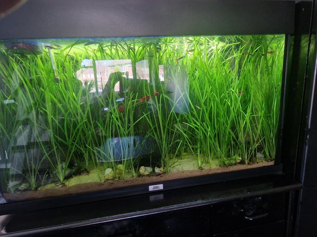 Juwel aquarium, Dieren en Toebehoren, Vissen | Aquaria en Toebehoren, Ophalen of Verzenden, Gevuld zoetwateraquarium