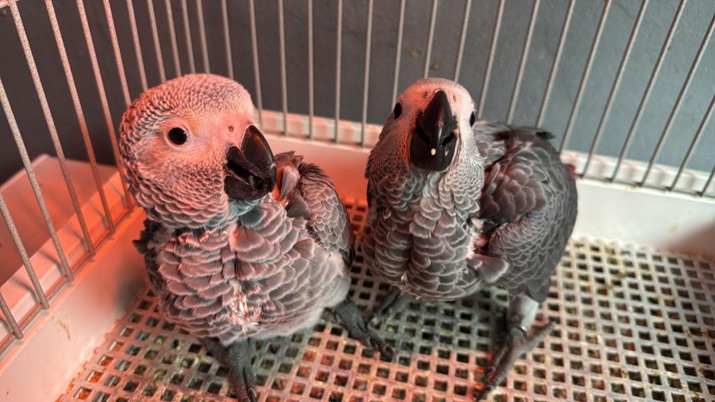 Tamme grijze roodstaart papegaai, Geslacht onbekend, Papegaai, Pratend