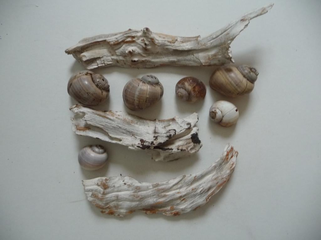 Schelpen en decoratie hout., Ophalen of Verzenden, Schelp(en)