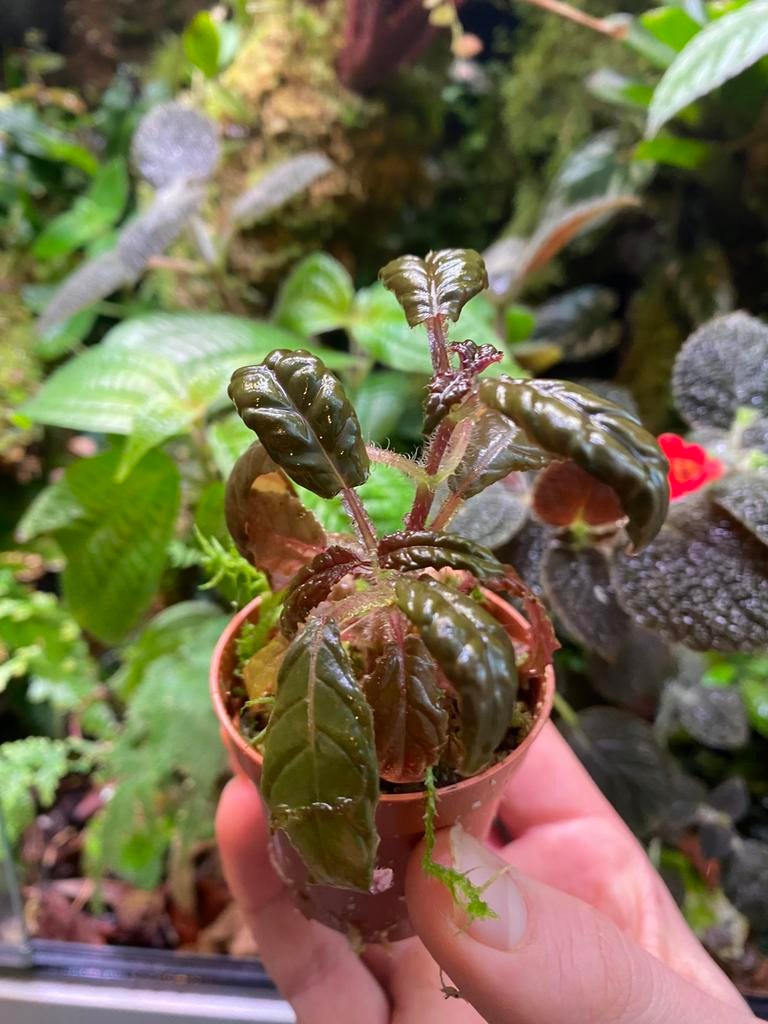 Nautilocalyx bullatus, Huis en Inrichting, Kamerplanten, Ophalen of Verzenden, Halfschaduw, Minder dan 100 cm