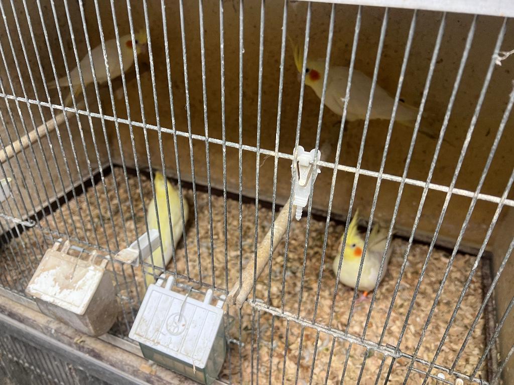 Diverse Vogels tekoop.  en  kooien  tekoop, Meerdere dieren, Parkiet