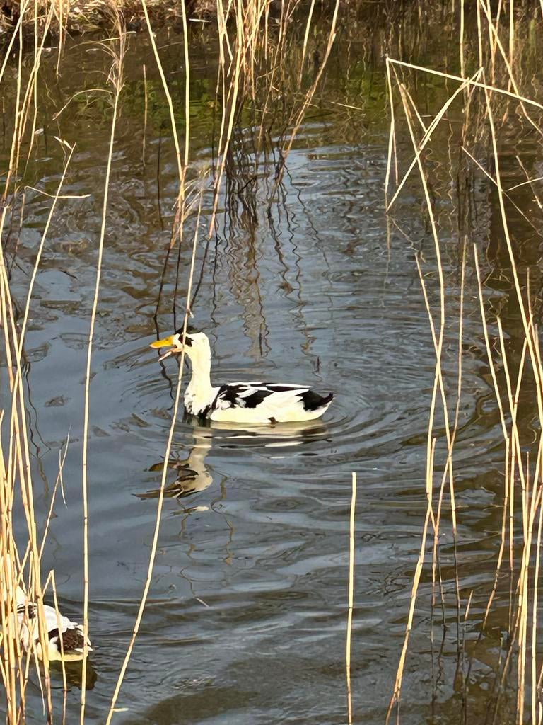 Woerd loopeend, Mannelijk, Eend