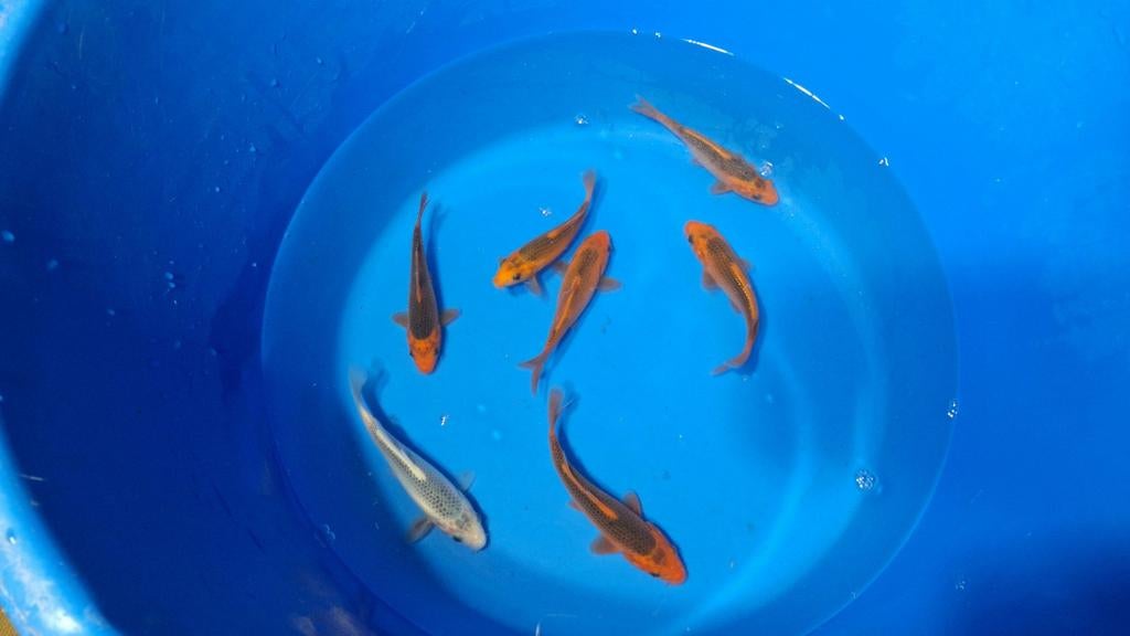 Aka matsuba en asagi van de kweker Otsuka, Dieren en Toebehoren, Karper of Koi