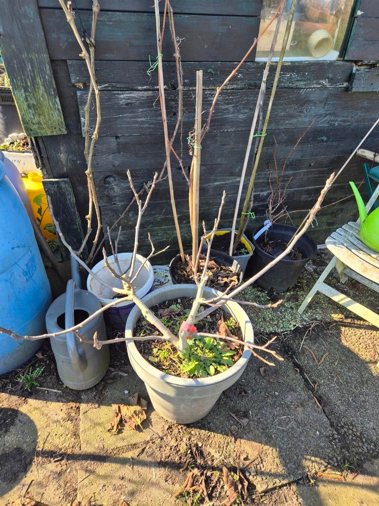 Vijgen verschillende soorten, Tuin en Terras, Planten | Fruitbomen, Ophalen of Verzenden, Minder dan 100 cm, Overige soorten, Zomer