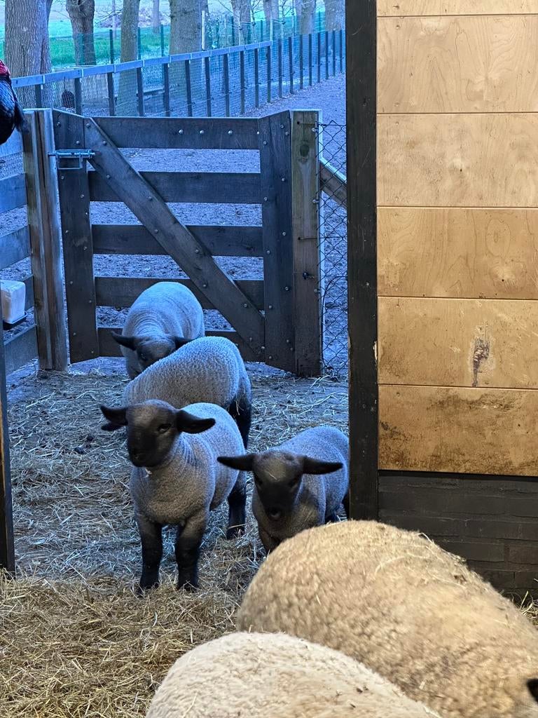 Hampshire down ooi met ramlam., Dieren en Toebehoren, Meerdere dieren, Schaap