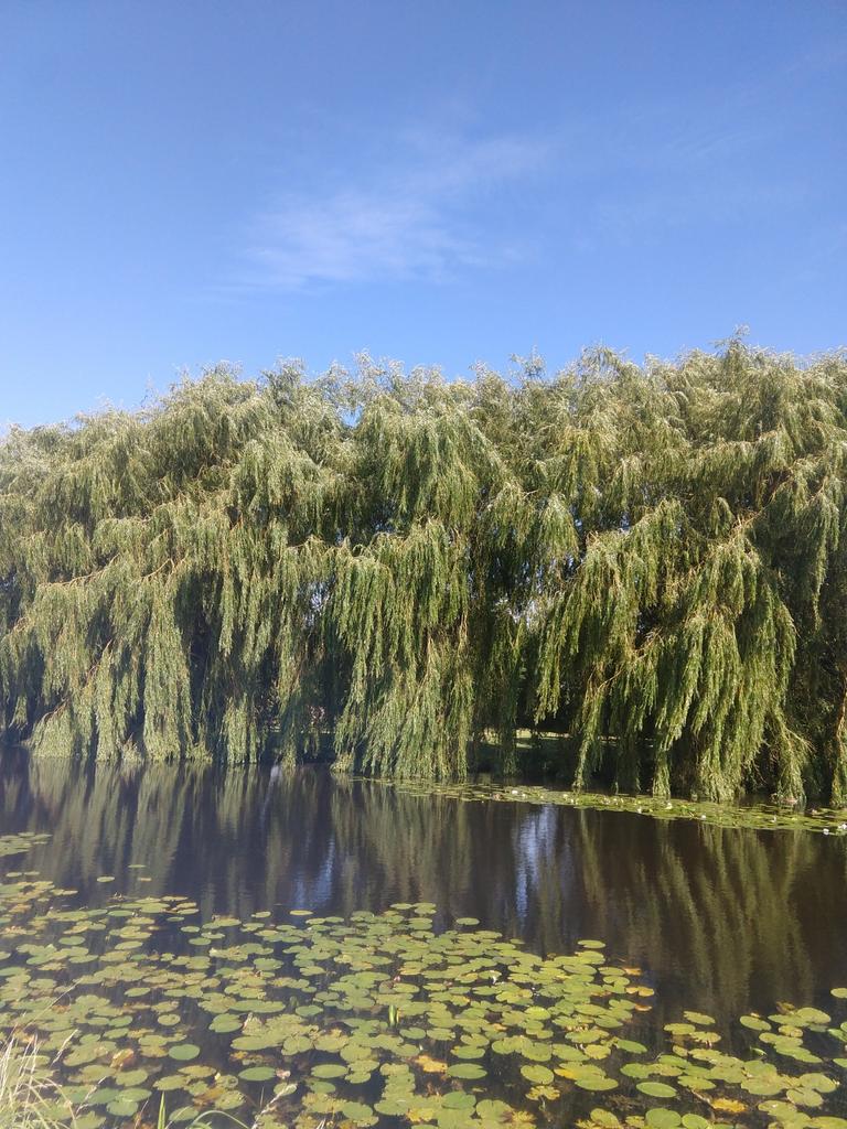 Treurwilg ( Salix sepulcralis ), Tuin en Terras, Planten | Bomen, Overige soorten, 100 tot 250 cm, Volle zon, Lente, In pot, Ophalen