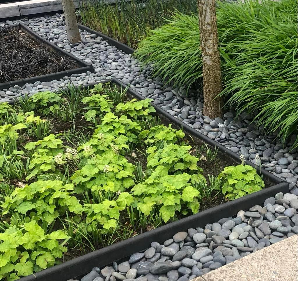 Tiarella cordifolia ) - Bodembedekker €1,25, Tuin en Terras, Planten | Tuinplanten, Ophalen, Bodembedekkers, Vaste plant, Halfschaduw