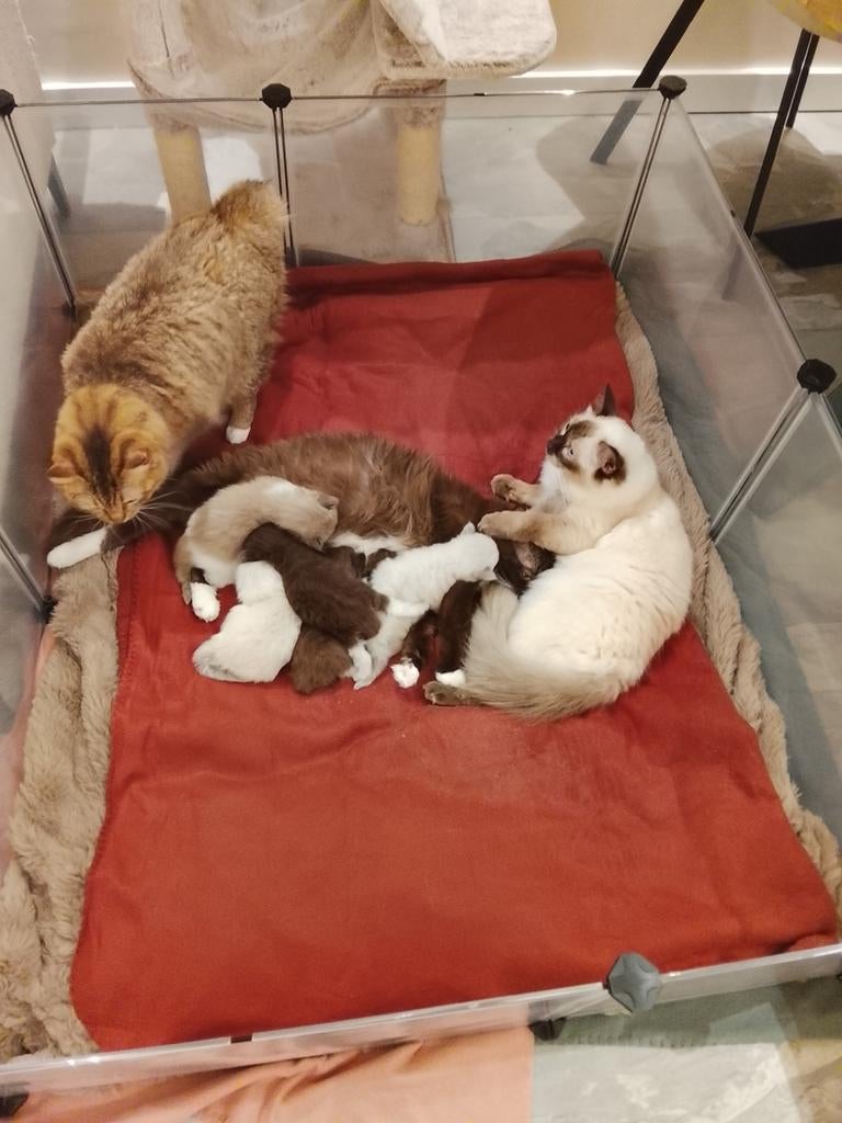 Prachtige Ragdoll kittens in unieke kleuren, Meerdere dieren, Ontwormd, 0 tot 2 jaar
