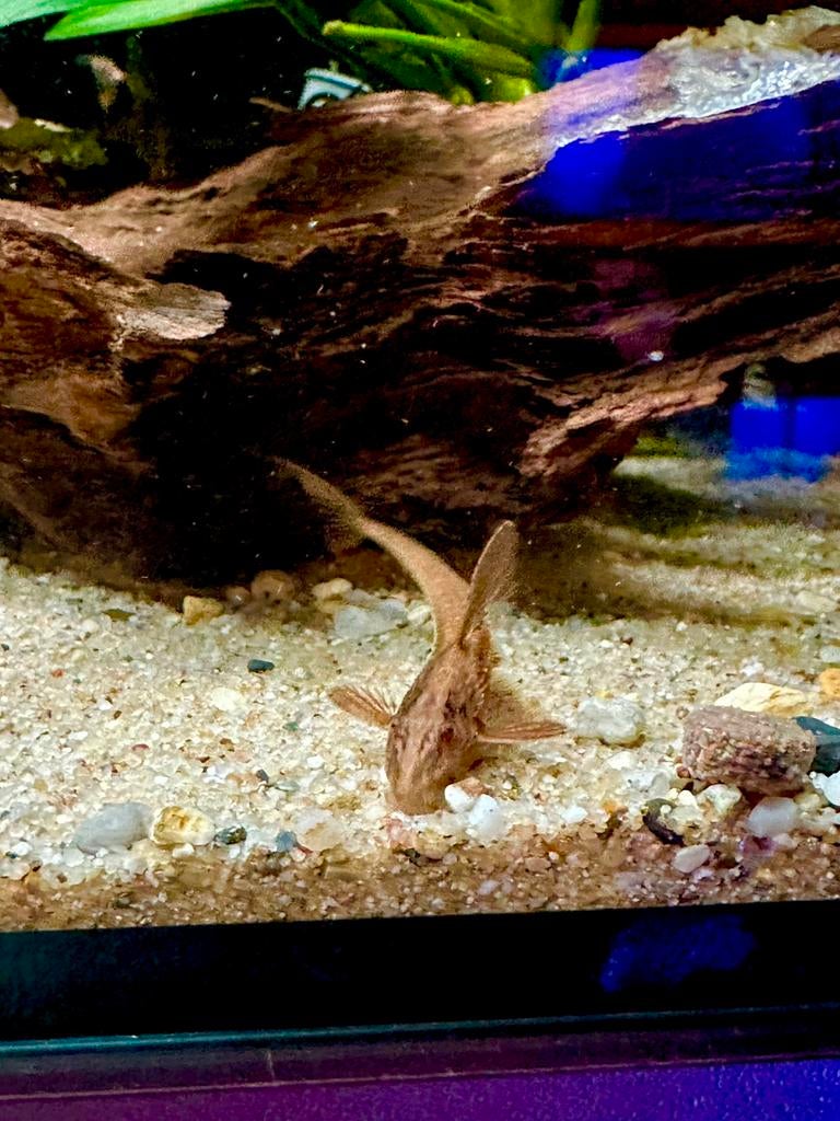 Rode harnasmeerval 7-8 cm, Vis