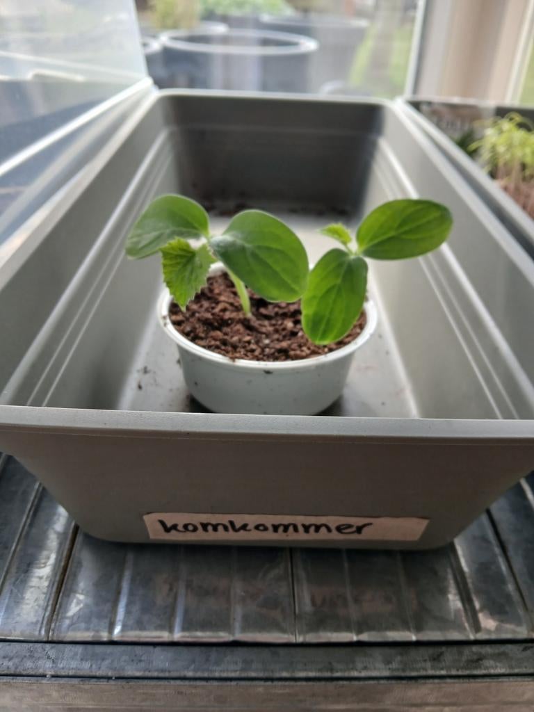 Komkommer plantjes, Tuin en Terras, Kweekspullen, Ophalen, Nieuw, Kweekbak