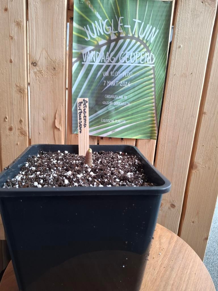 Arisaema tortuosum., Ophalen of Verzenden, Lente, Overige soorten, Halfschaduw