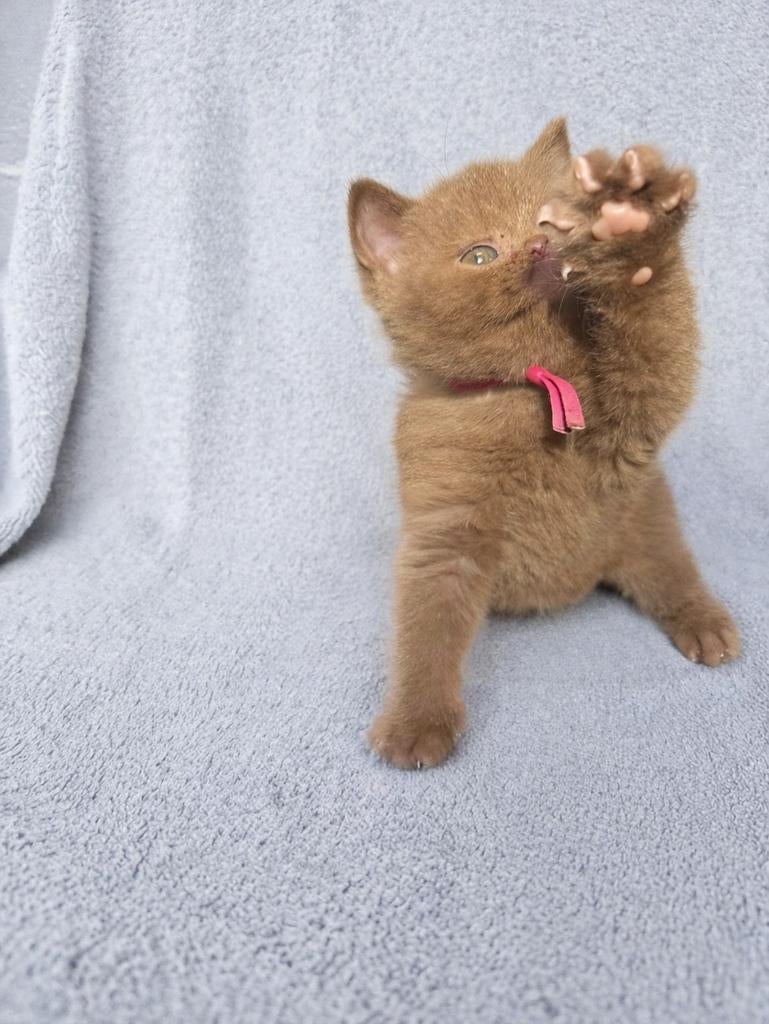 Mooi zeldzaam cinnamon kitten met stamboom brits korthaar, Dieren en Toebehoren, Meerdere dieren, Met stamboom